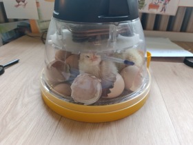 05/2026 - LÍHNUTÍ KUŘÁTEK VE ŠKOLCE