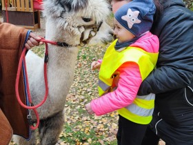 ALPAKA VE ŠKOLCE 10/2025