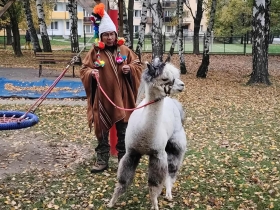 Alpaky v MŠ Ludvíka Podéště